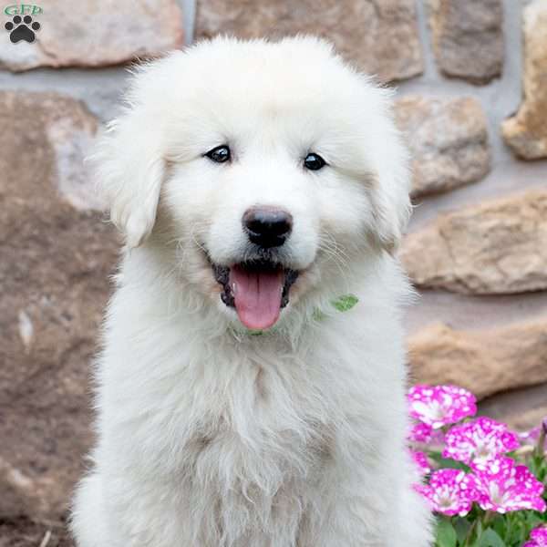 LINCOLN, Maremma Sheepdog Puppy